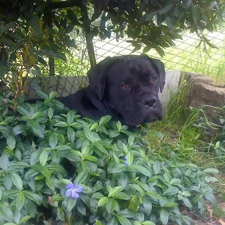 Lo Scoiattolo 贾韦诺