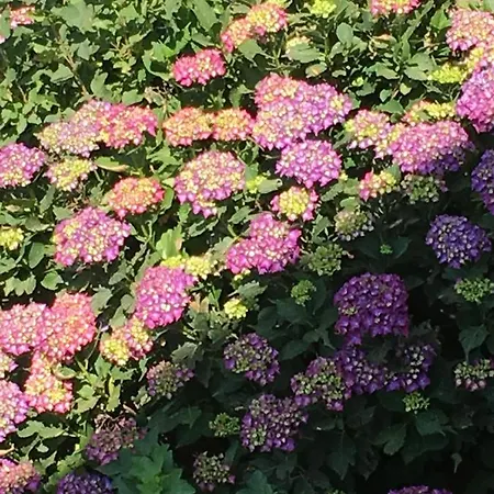 Lo Scoiattolo * 贾韦诺